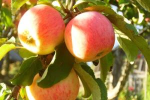 Заговор на яблоко: значение, применение и эффективные заговоры для мужчин и женщин Заговор на любовь парня на яблоко